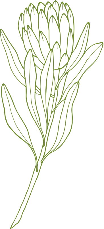 Protea illustration